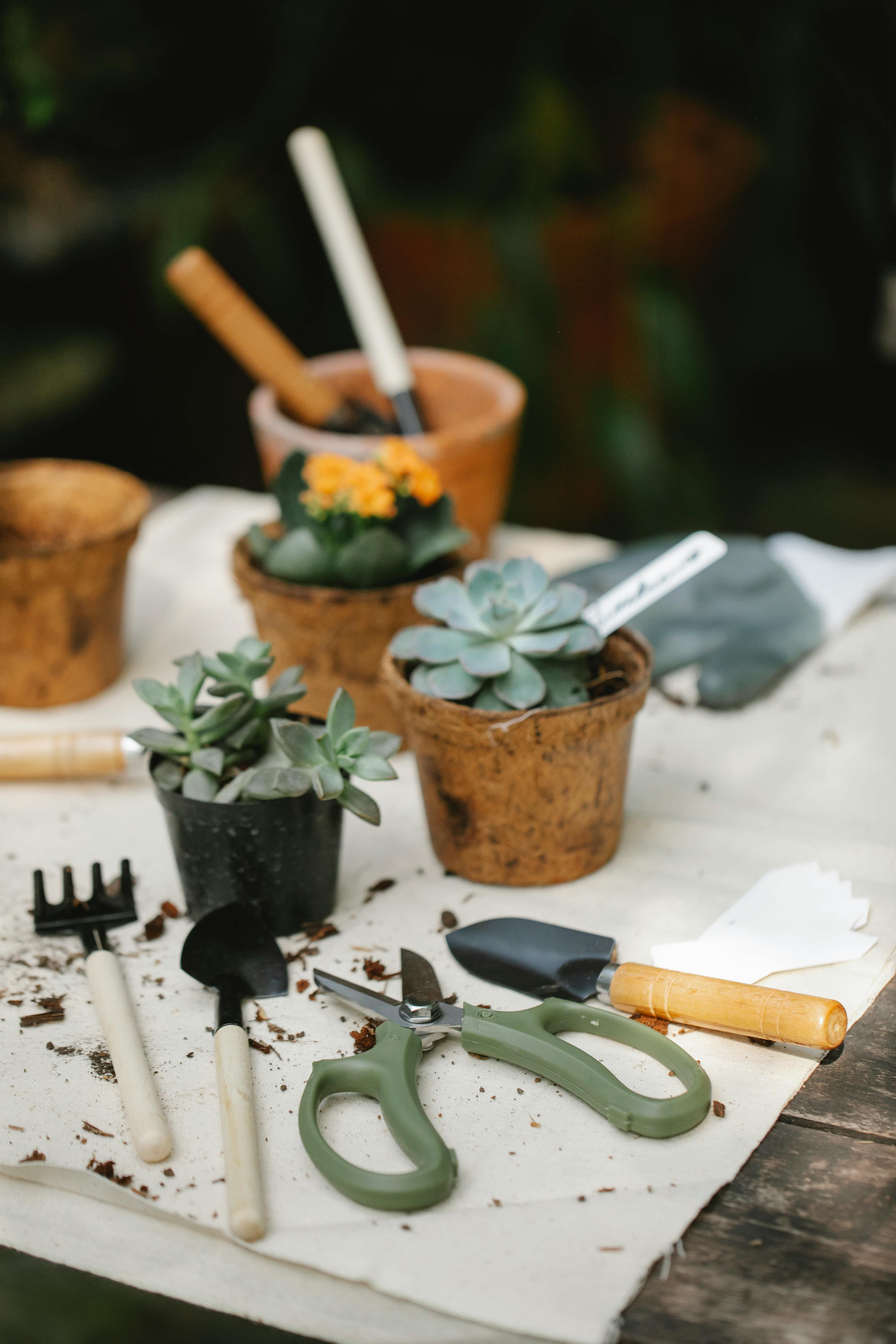 Garden tools with plants.