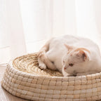 White cat lying on a woven cat bed with a soft white background