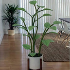Potted plant in a room with wooden floor and white walls
