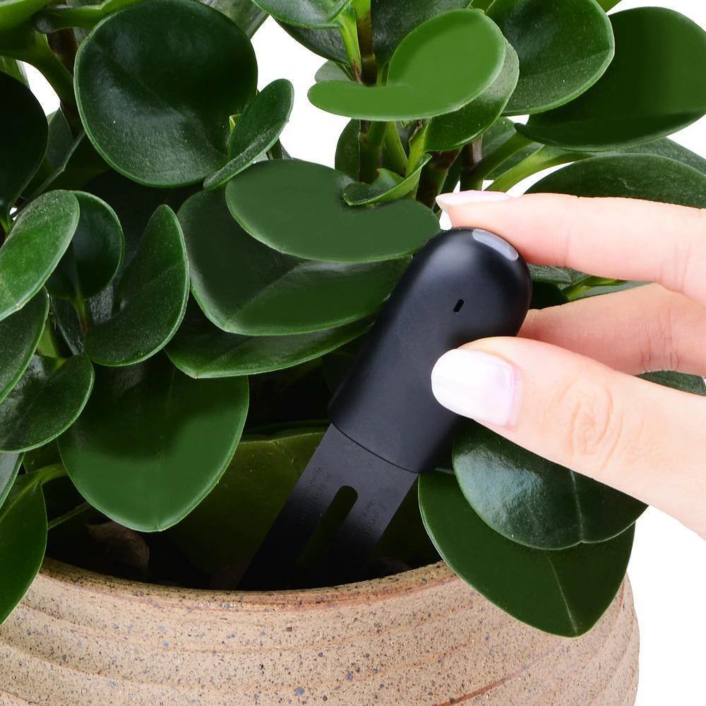 Hand holding a black device near a green potted plant