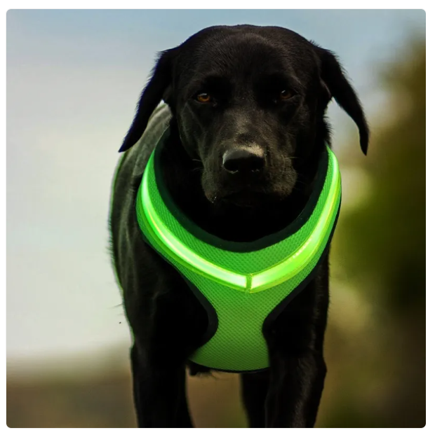 Black dog wearing a green reflective harness outdoors.