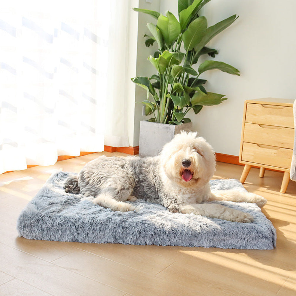 Dog lying on a fluffy blue mat in a bright room with a plant and wooden furniture.