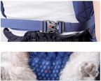Dog harness with a blue strap and buckle, worn by a person.