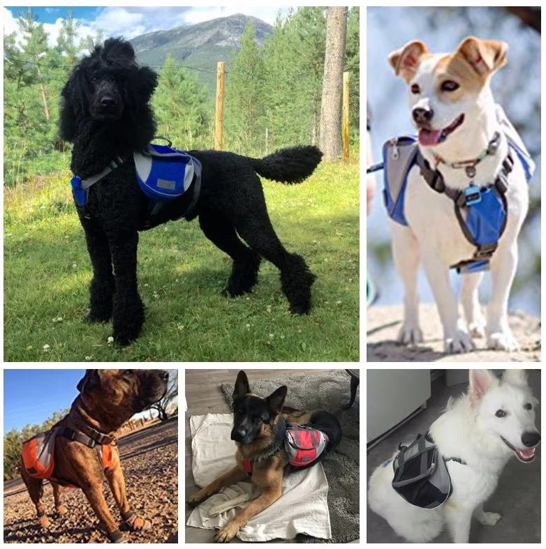 Collage of dogs wearing blue dog harnesses in various outdoor settings.