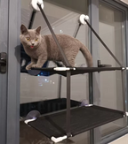 Cat on a black pet ramp attached to a vehicle window