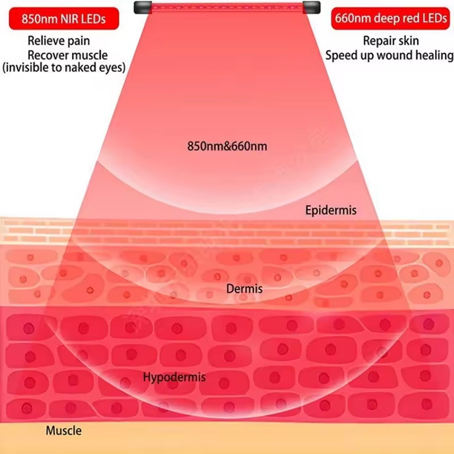 Diagram showing the effects of 850nm and 660nm LEDs on skin layers.