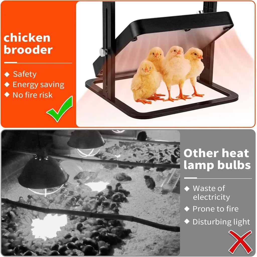 Chicken brooder with chicks and comparison of heat lamp bulbs.