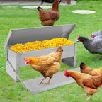 Metal chicken feeder with yellow corn on a grassy area with chickens around.