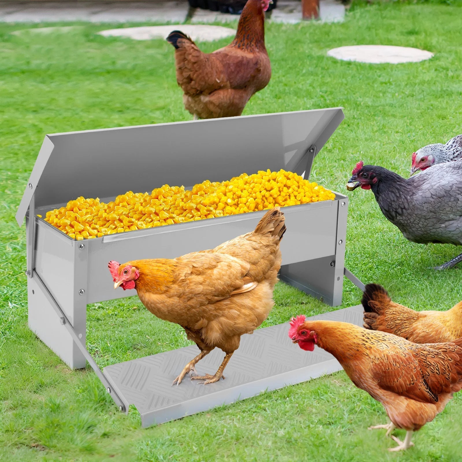 Metal chicken feeder with yellow corn on a grassy area with chickens around.