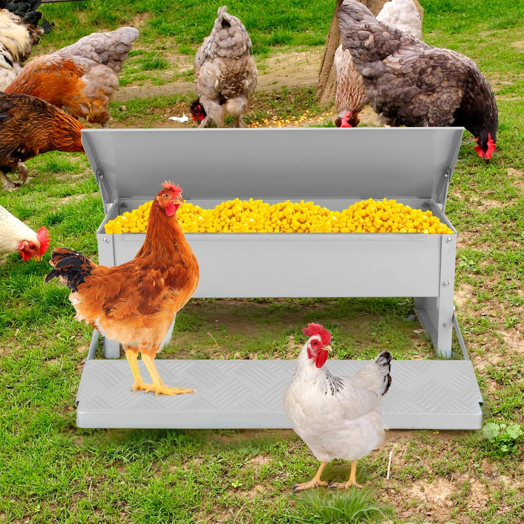 Hens around a feeder with yellow food on a grassy field