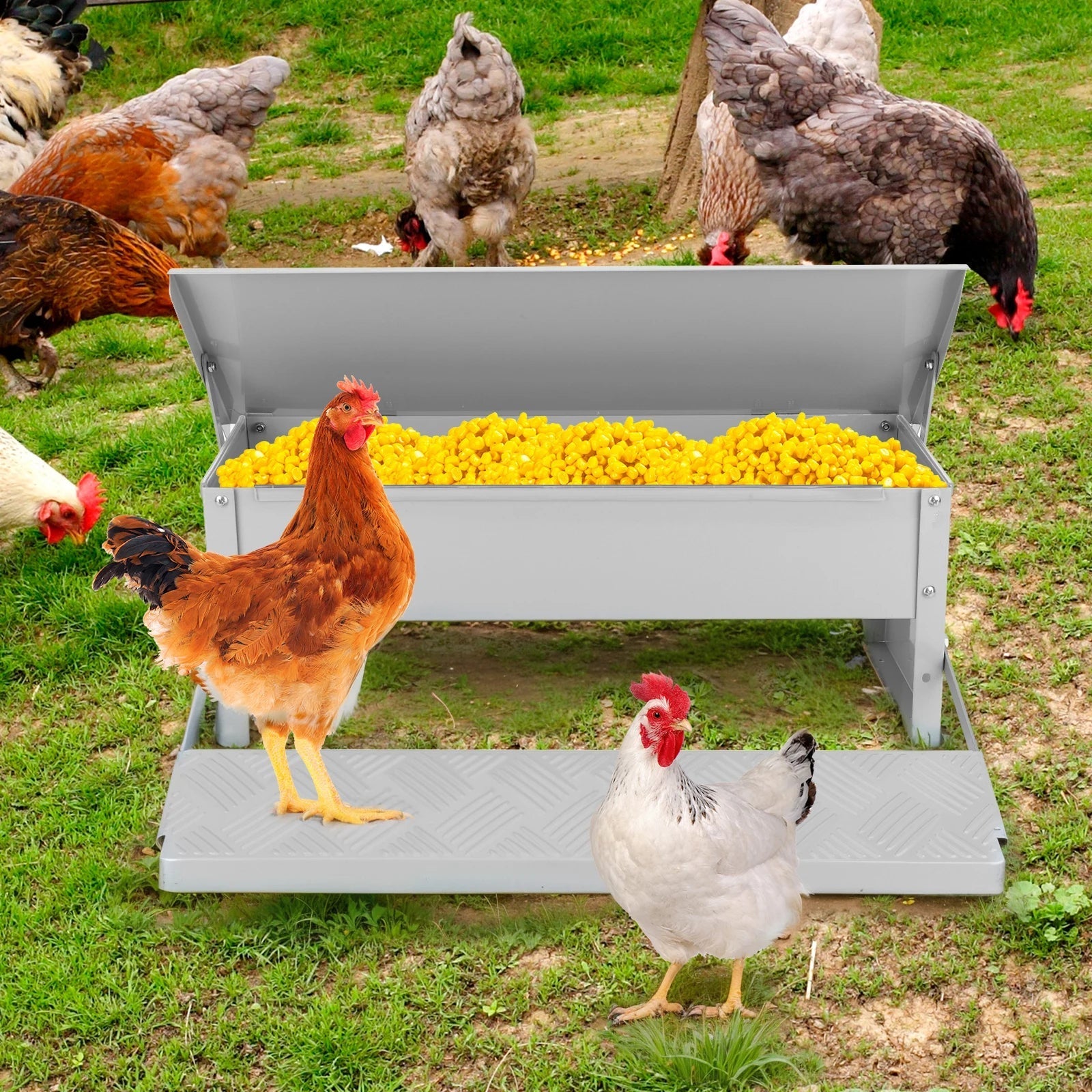 Hens around a feeder with yellow food on a grassy field