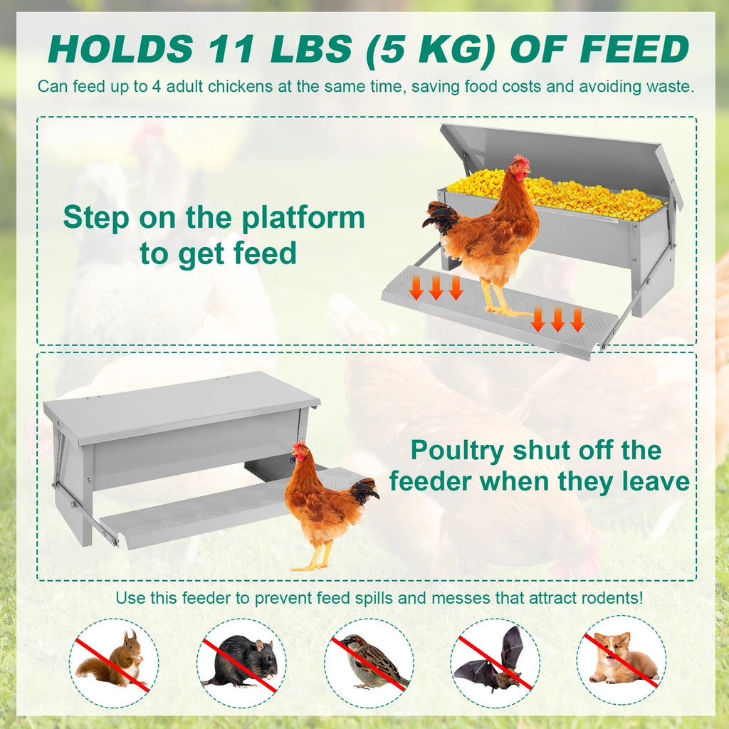 Poultry feeder with chickens and text explaining its features on a green background