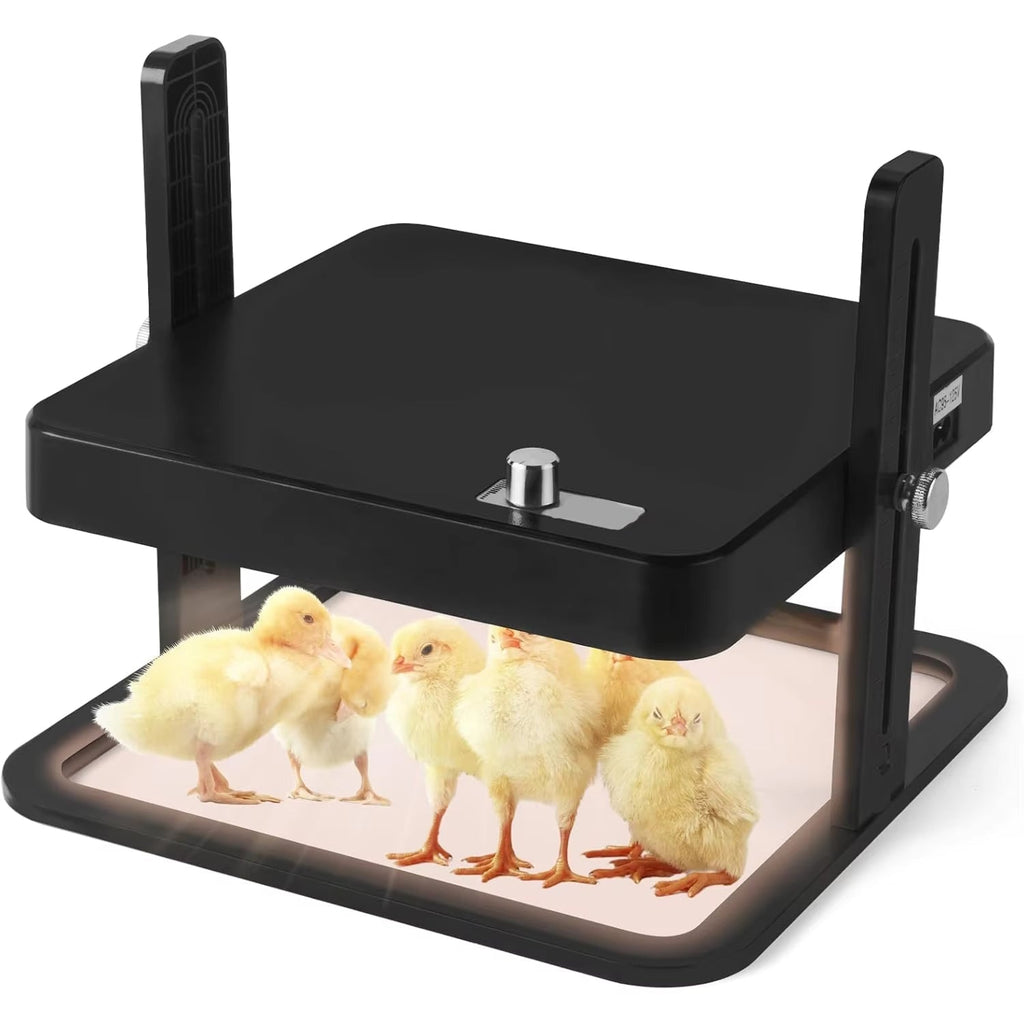 Black poultry incubator with chicks inside on a white background