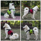 Collage of a white dog wearing different colored backpacks in various outdoor settings.