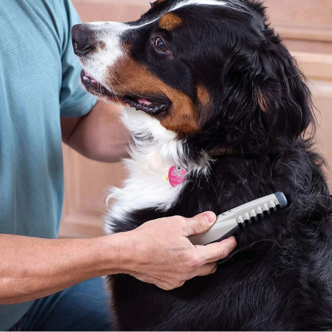 Person grooming a Bernese Mountain Dog with a brush