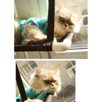 Two images of a cat wearing a turquoise sweater, looking out a window.