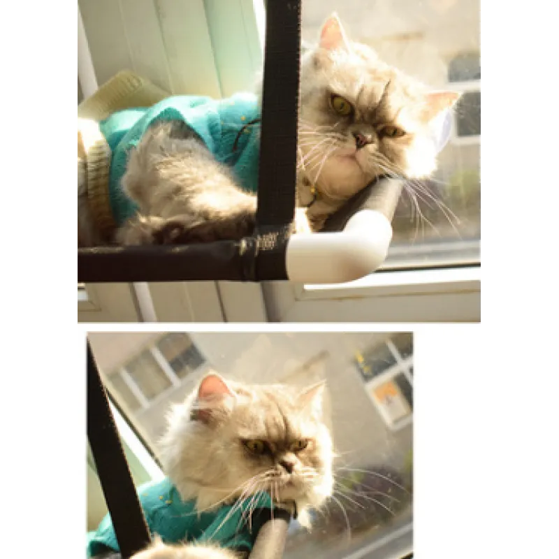 Two images of a cat wearing a turquoise sweater, looking out a window.