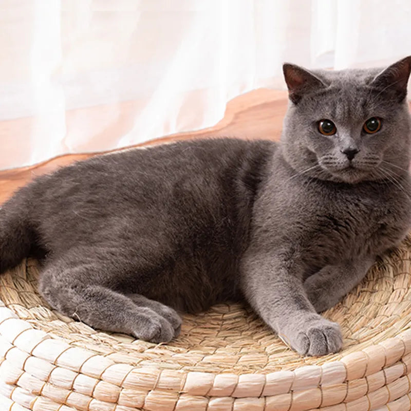 Gray cat lying on a woven cat bed with a blurred background