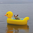 Dog wearing sunglasses and a floral shirt in a yellow inflatable duck float on water