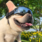 Dog wearing sunglasses with a scenic background