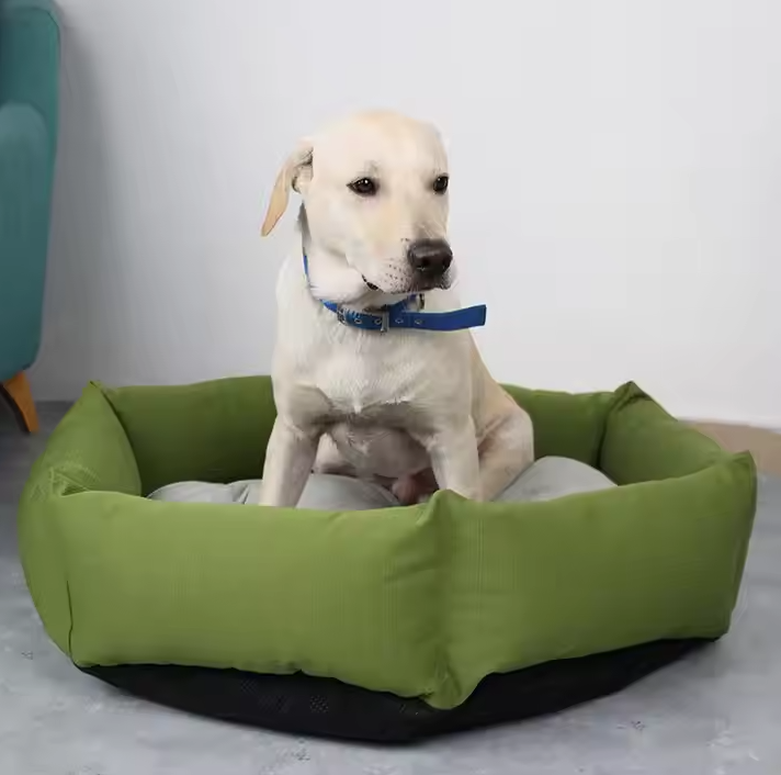 Dog sitting on a green pet bed with a blue collar.