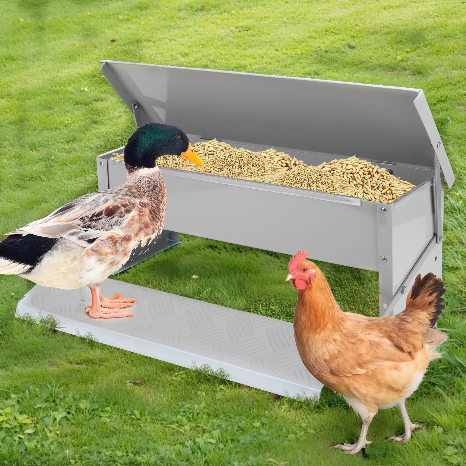 Duck and chicken near a metal feed trough on grass